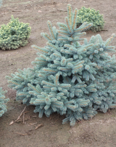 molid ´Waldbrunn´