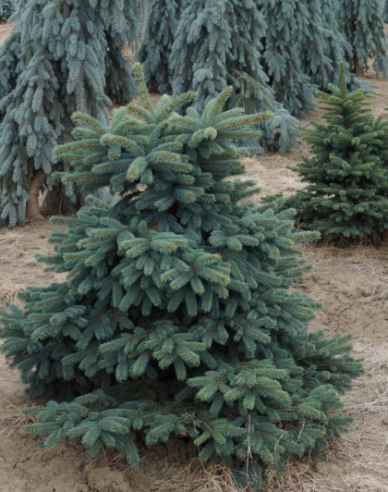 molid ´Waldbrunn´