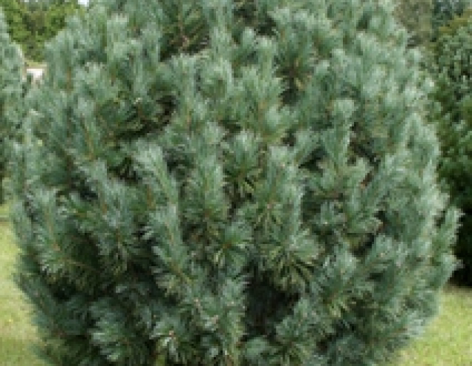 Pin cu ramuri ´Compacta Glauca´