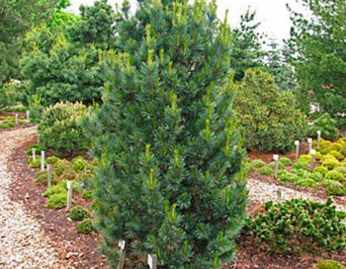 Pin cu ramuri ´Compacta Glauca´