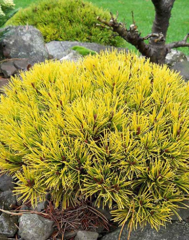 Pin de munte ´Wintergold´