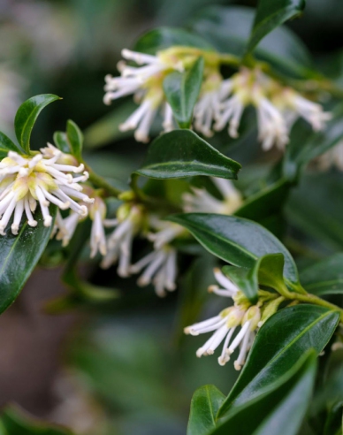 Sarcococca confusa
