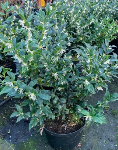 Sarcococca confusa