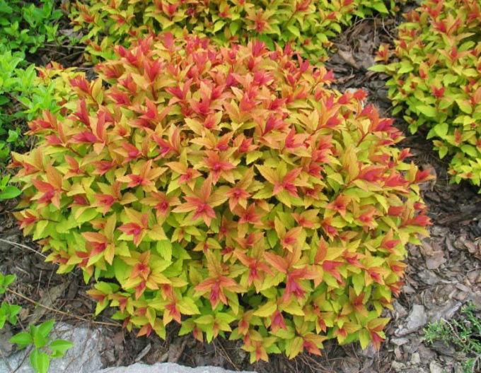 Caprifoi japonez Goldflame