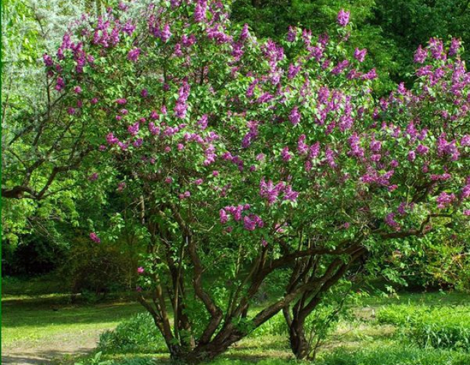 Liliac comun Aucubaefolia