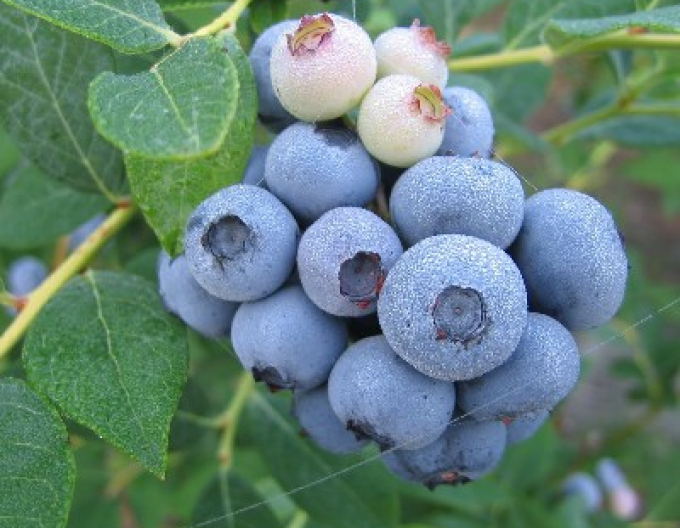 Afine canadiene ´Blueray´