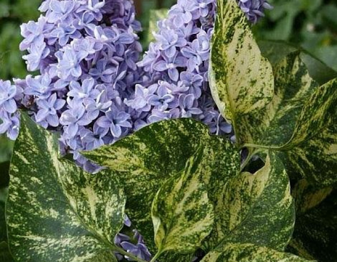 Liliac comun Aucubaefolia
