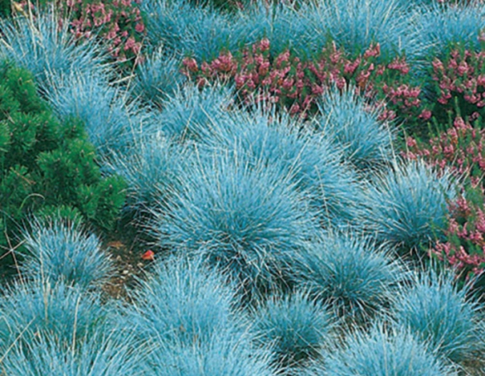 Festuca  "Elijah Blue"