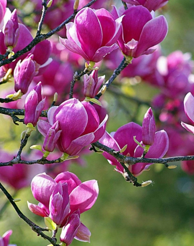 Magnolia "Laleaua neagră
