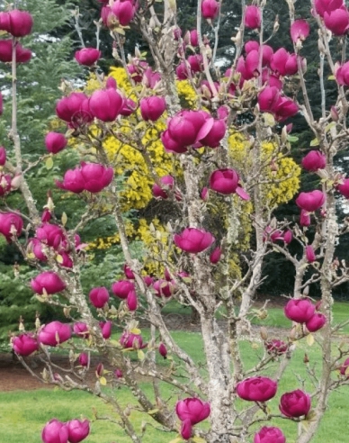 Magnolia "Laleaua neagră