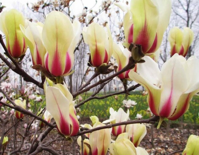 Magnolia ´Sunrise´