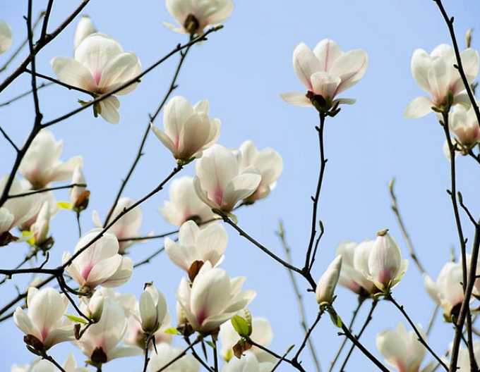 Magnolia ´White Triumph´