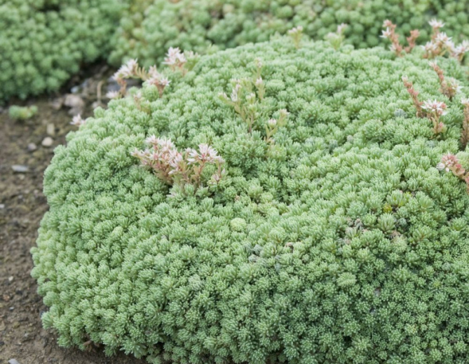 Stonecrop-libian