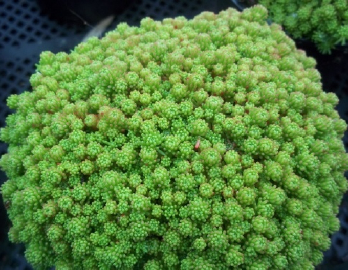 Stonecrop-libian