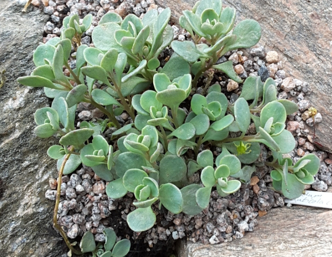 Stonecrop Cauticola