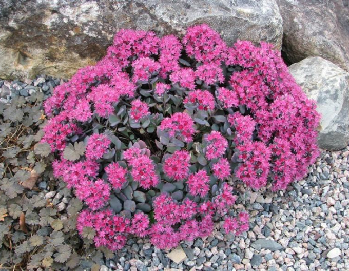 Stonecrop Cauticola
