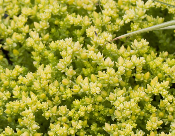 Stonecrop Aureum