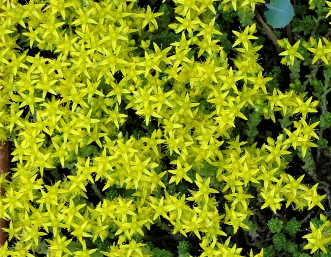 Stonecrop Aureum