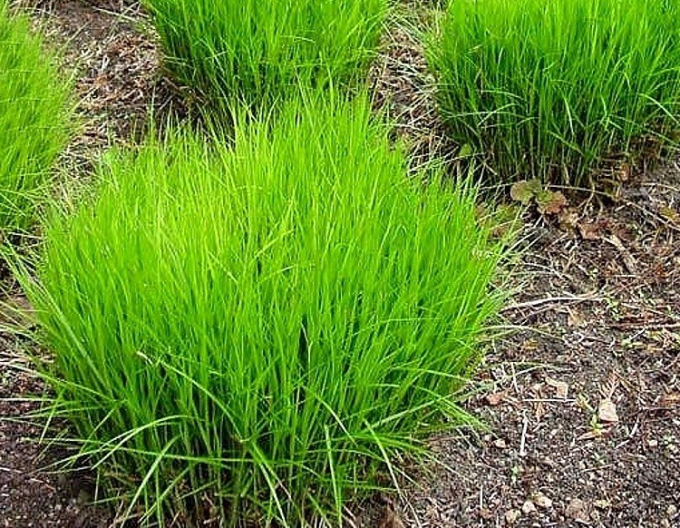 Carex Palm sedge