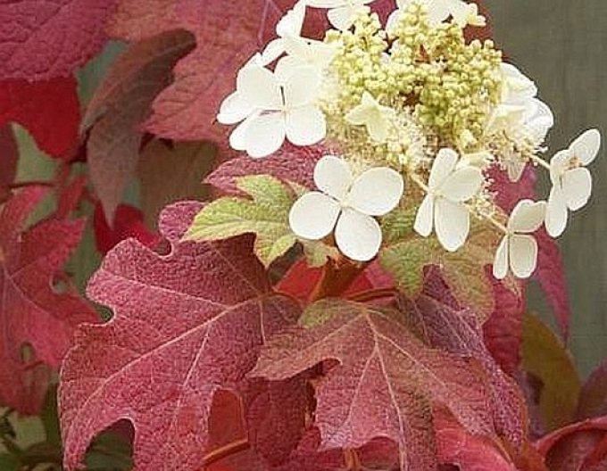 Hortensie cu frunze de stejar