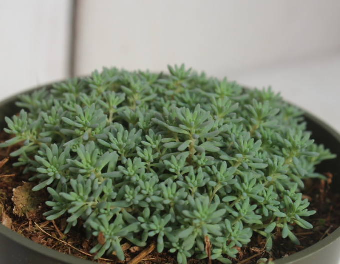 Stonecrop-spaniol