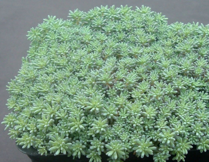 Stonecrop-spaniol