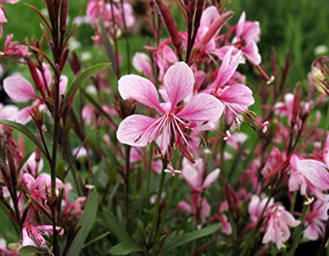 Gaura ´Passionate Blush´
