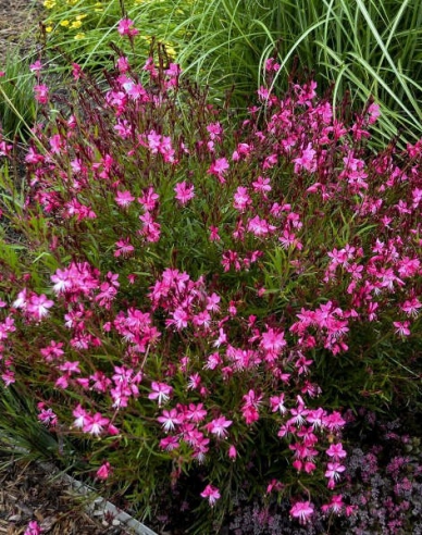 Gaura ´Siskiyou Roz´