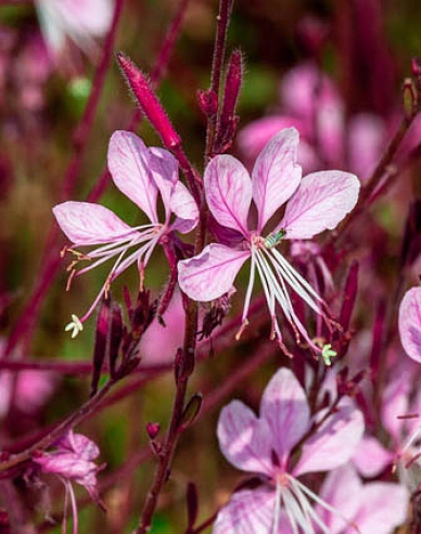 Gaura ´Siskiyou Roz´