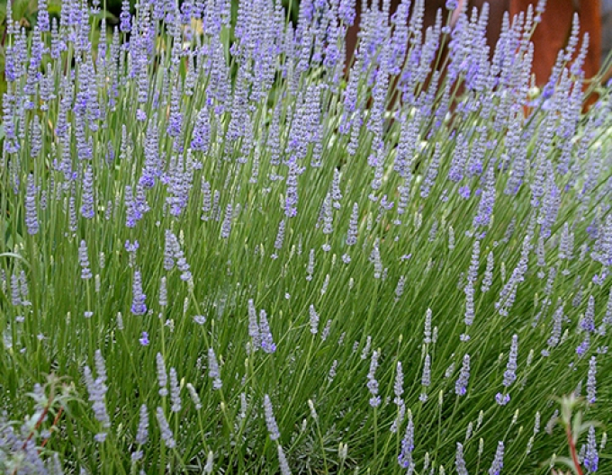 Lavanda "Provence"
