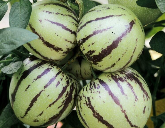 Pepino ´Copa´