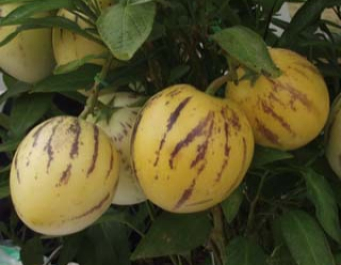 Pepino ´Copa´