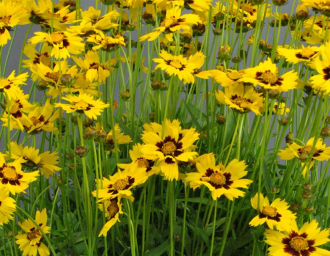 Coreopsis-ochiul fetei