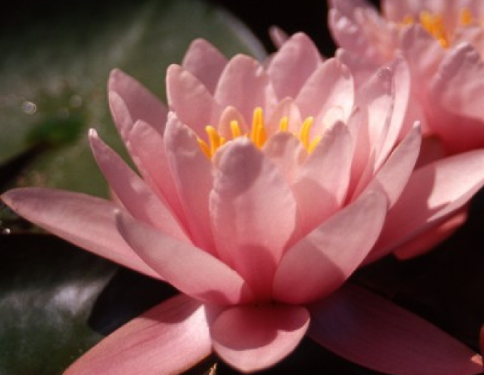 Nufăr ´Rose Magnolia´