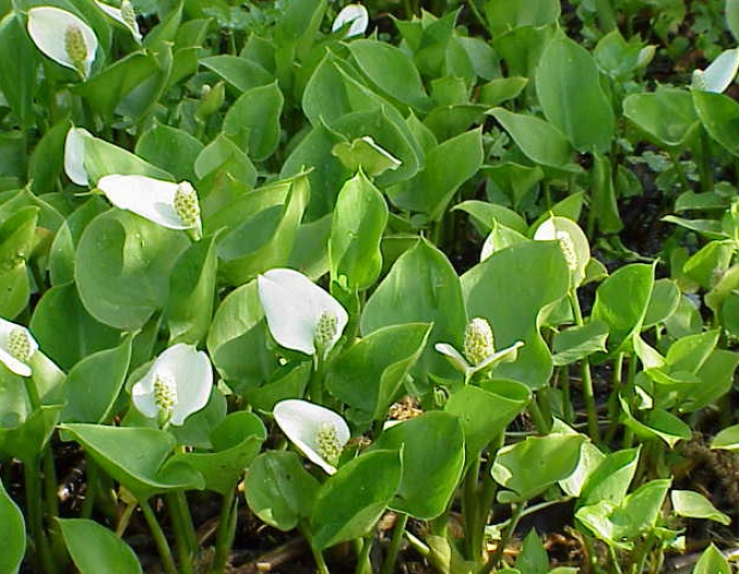 Plantă de iaz „cala„
