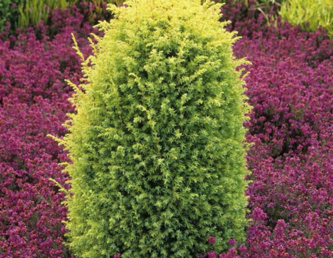 Ienupăr ´Gold Cone´