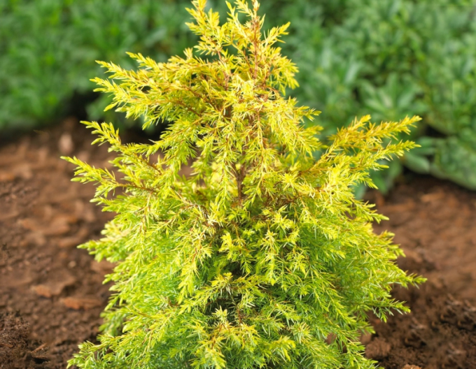 Ienupăr ´Gold Cone´