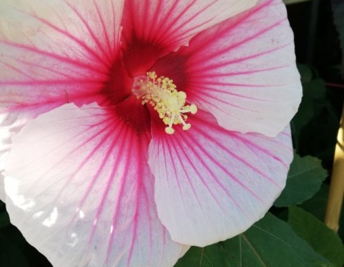 Hibiscus de nămol ´Summer Storm´