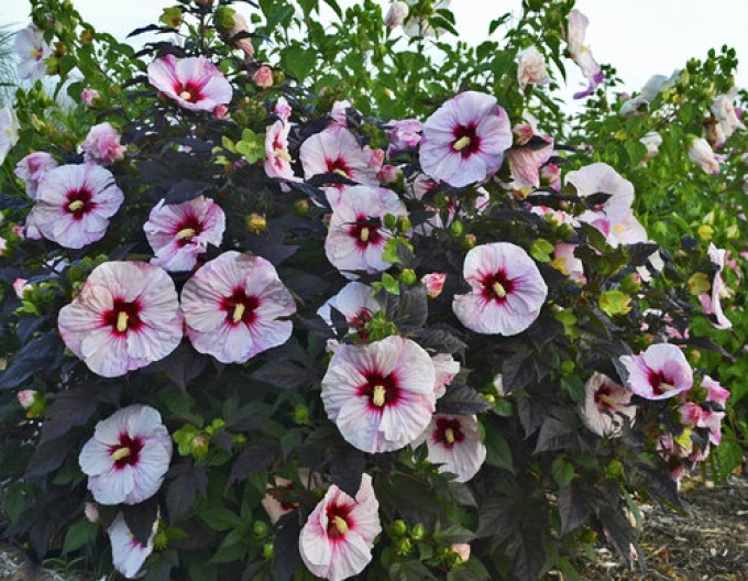 Hibiscus de nămol ´Summer Storm´