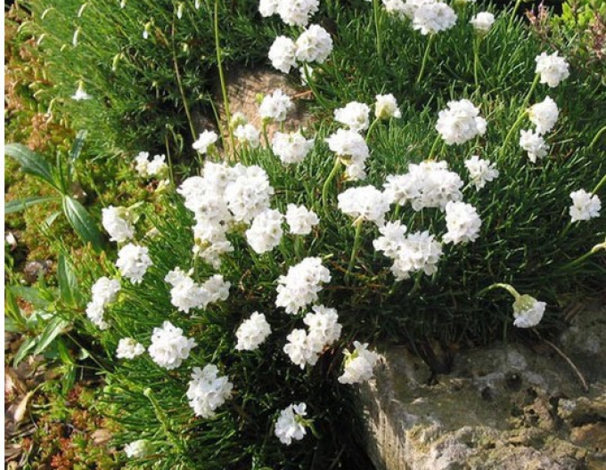 Iarbă "Armada White"