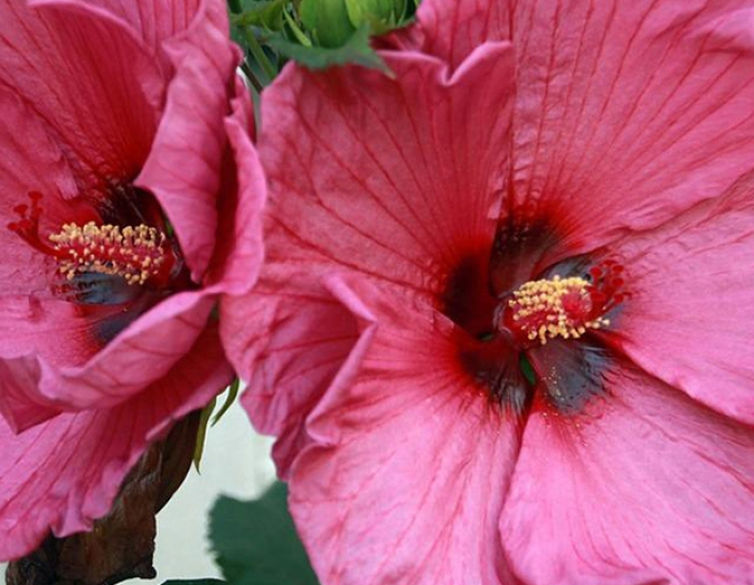 Hibiscus de nămol ´Plum Crazy´