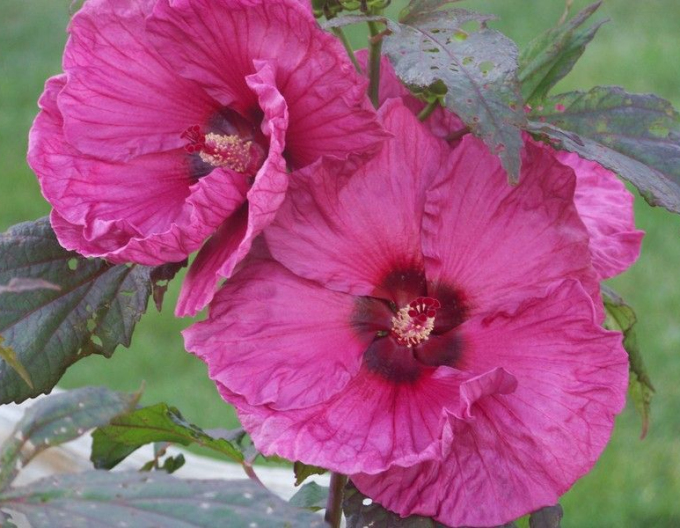 Hibiscus de nămol ´Plum Crazy´