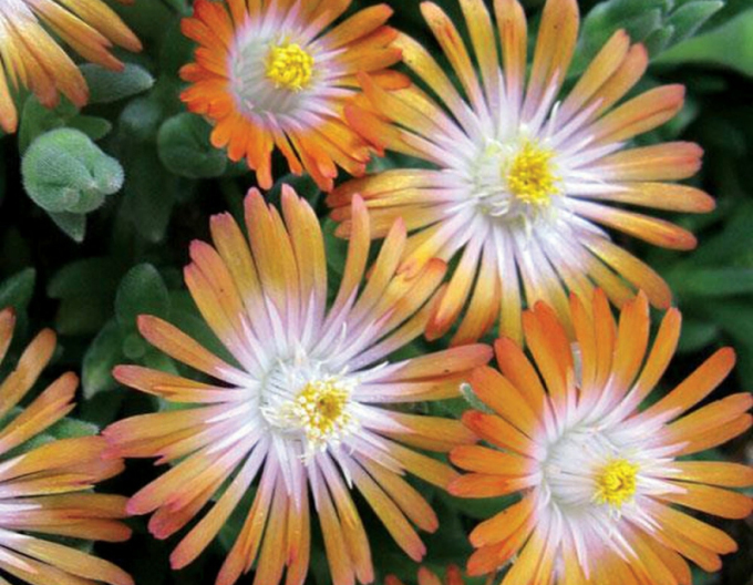 Delosperma Ice Cream Orange