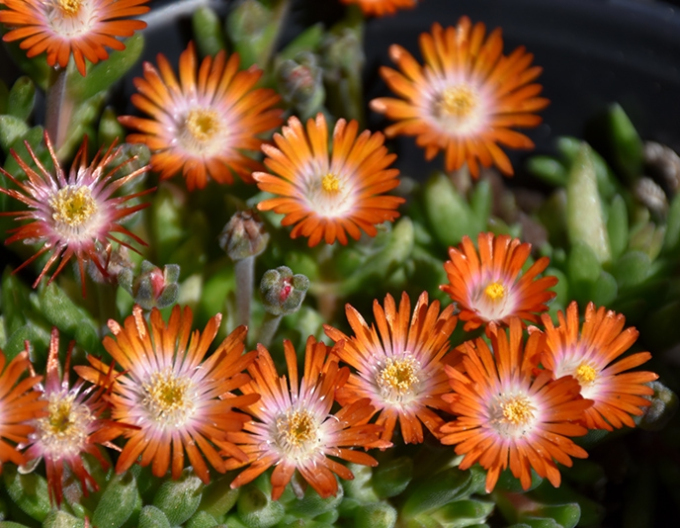 Delosperma Ice Cream Orange