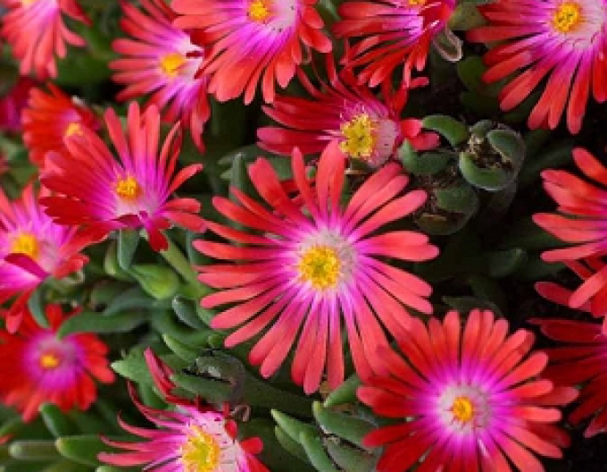 Delosperma Bijuteria Ruby din deșert