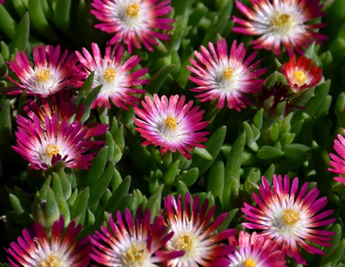 Delosperma Bijuteria Ruby din deșert