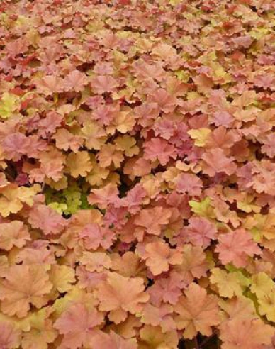 Heuchera hibrid Amberosus