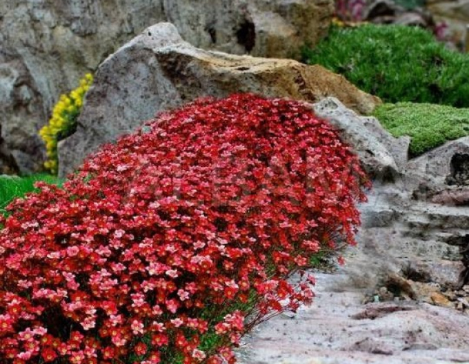 Saxifraga "Rockies Red"