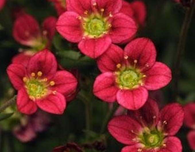 Saxifraga "Rockies Red"