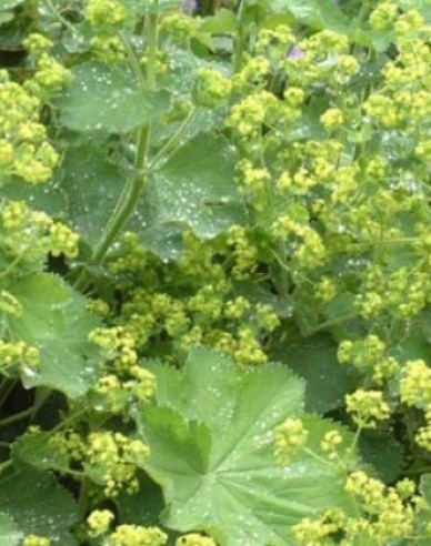 Alchemilla moale ´Irish Silk´